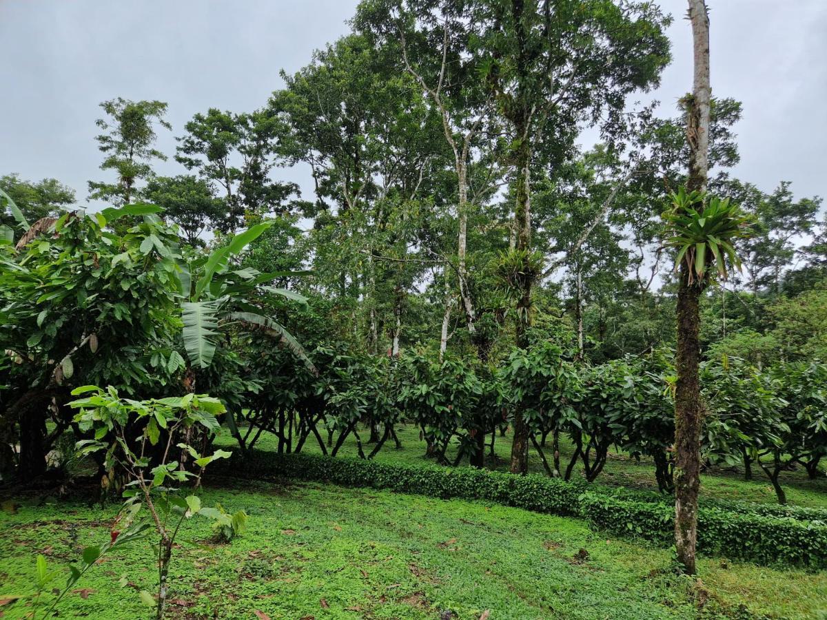 Finca Amistad Cacao Lodge Bijagua Dış mekan fotoğraf