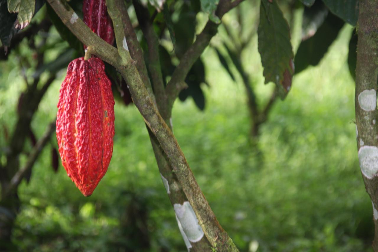 Finca Amistad Cacao Lodge Bijagua Dış mekan fotoğraf