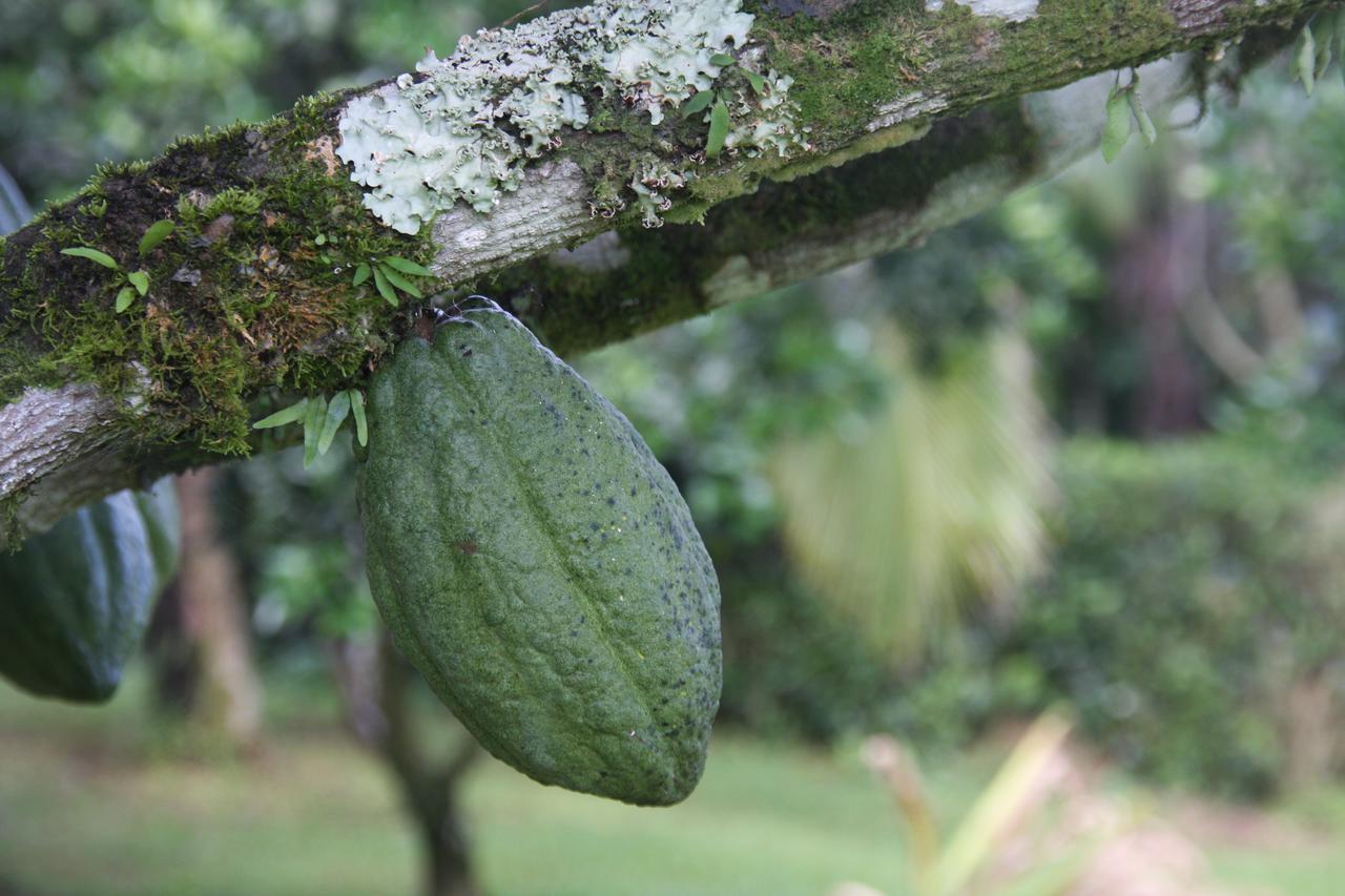 Finca Amistad Cacao Lodge Bijagua Dış mekan fotoğraf