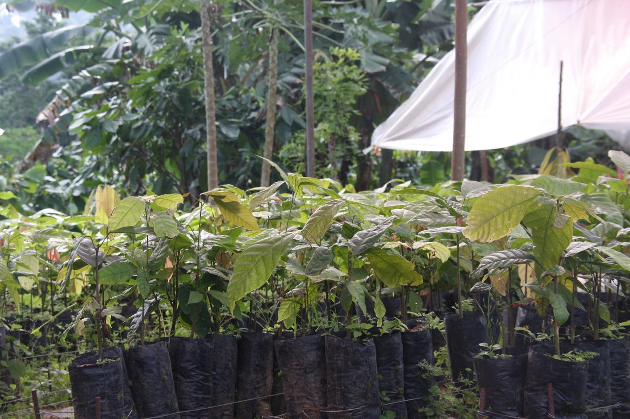 Finca Amistad Cacao Lodge Bijagua Dış mekan fotoğraf
