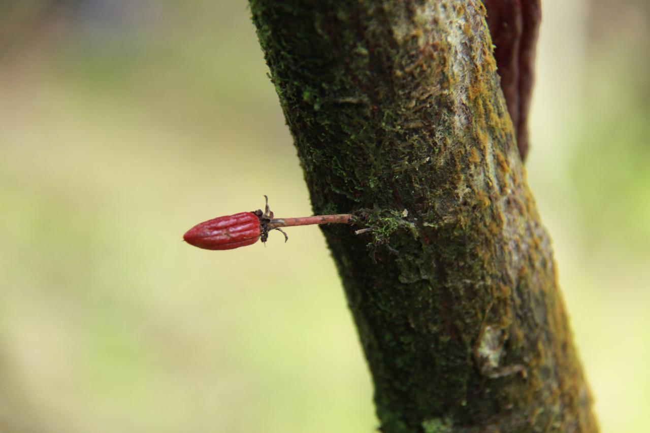 Finca Amistad Cacao Lodge Bijagua Dış mekan fotoğraf